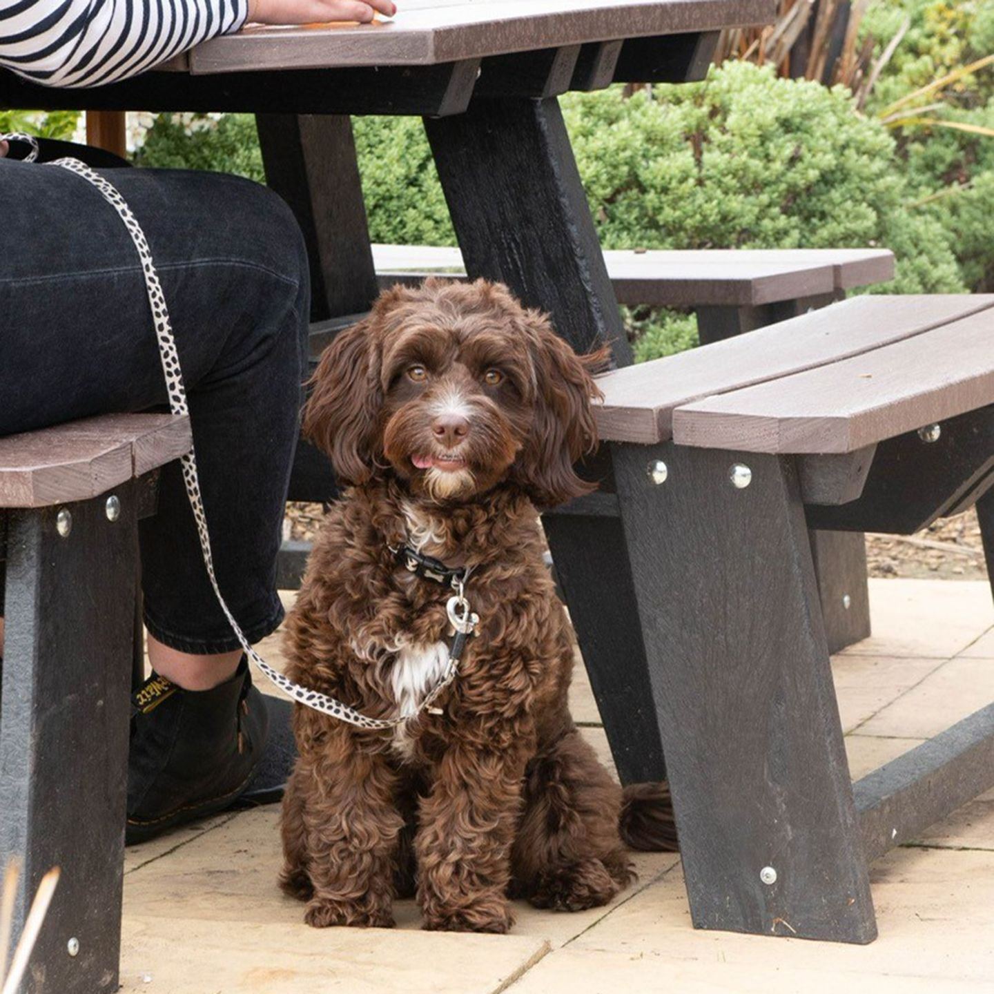 Your local dog friendly pub in Basingstoke